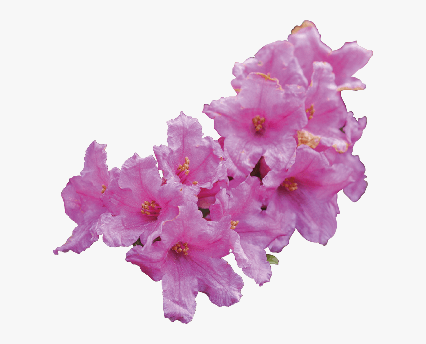 Ap Rose Stem Cell Extract, HD Png Download