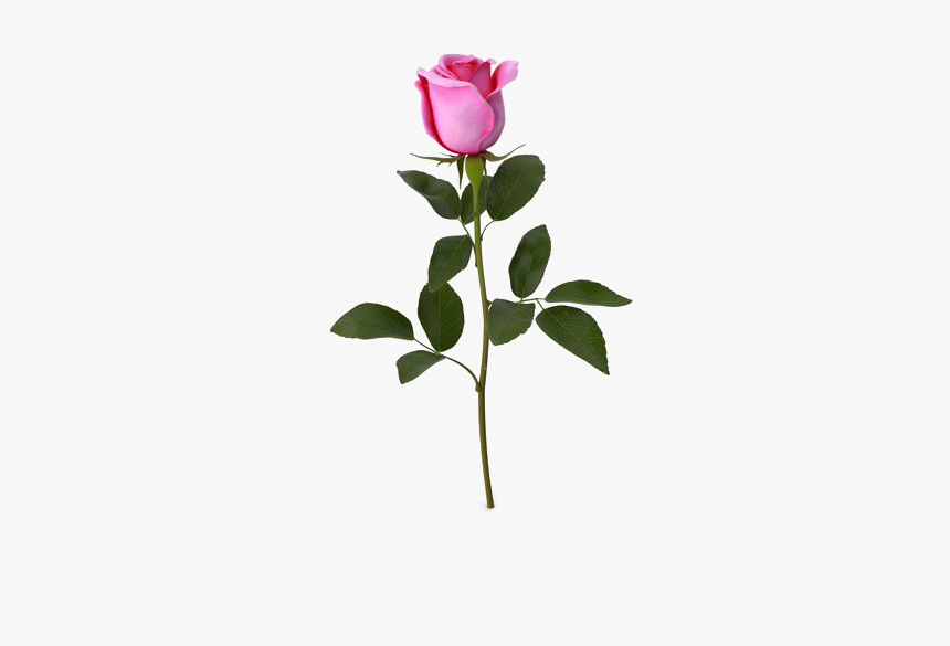 Pink Rose Download Transparent Png Image - Garden Roses, Png Download