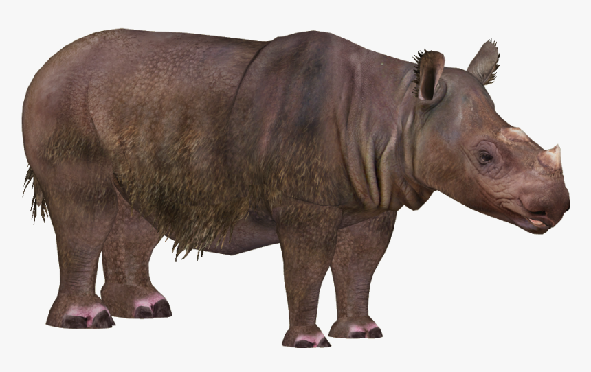 Rhinoceros Png Transparent Images - Zoo Tycoon 2 Sumatran Rhino, Png Download