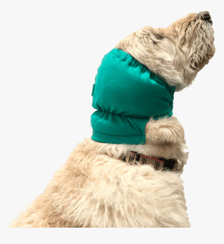 Dog Clothes, HD Png Download