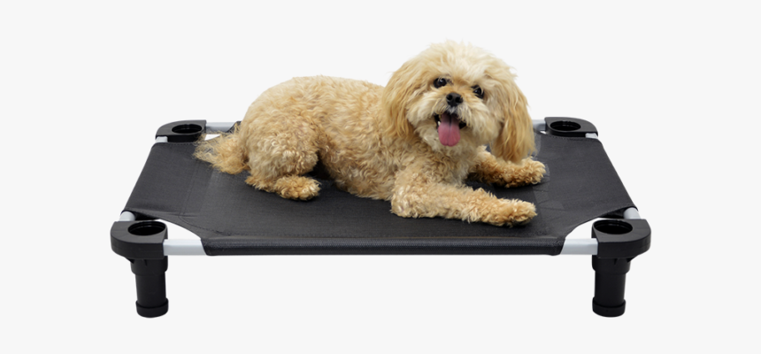 4 Legs 4 Pets - Companion Dog, HD Png Download