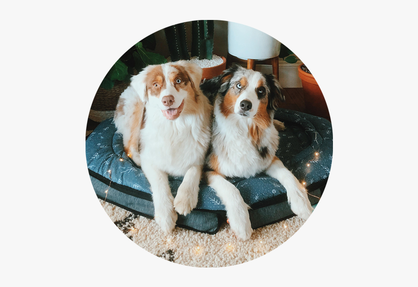 Happy-thumbnail1 - Australian Shepherd, HD Png Download