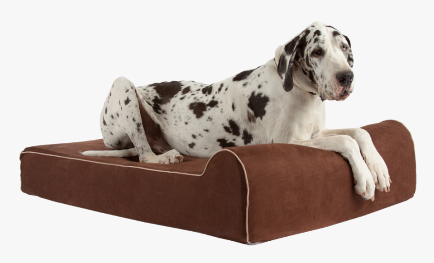 Data Rimg Lazy 
data Rimg Scale 1 
data Rimg Template - Dalmatian, HD Png Download