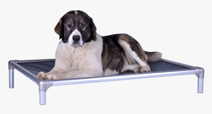 Companion Dog, HD Png Download