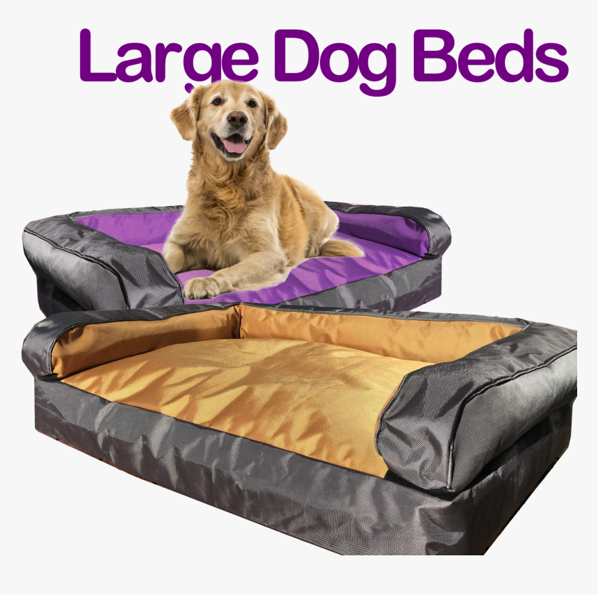 Companion Dog, HD Png Download