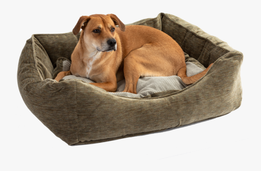 Companion Dog, HD Png Download