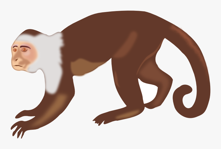 Monkey Clipart Animal Clip Art Photo Transparent Png - Capuchin Monkey Clip Art, Png Download
