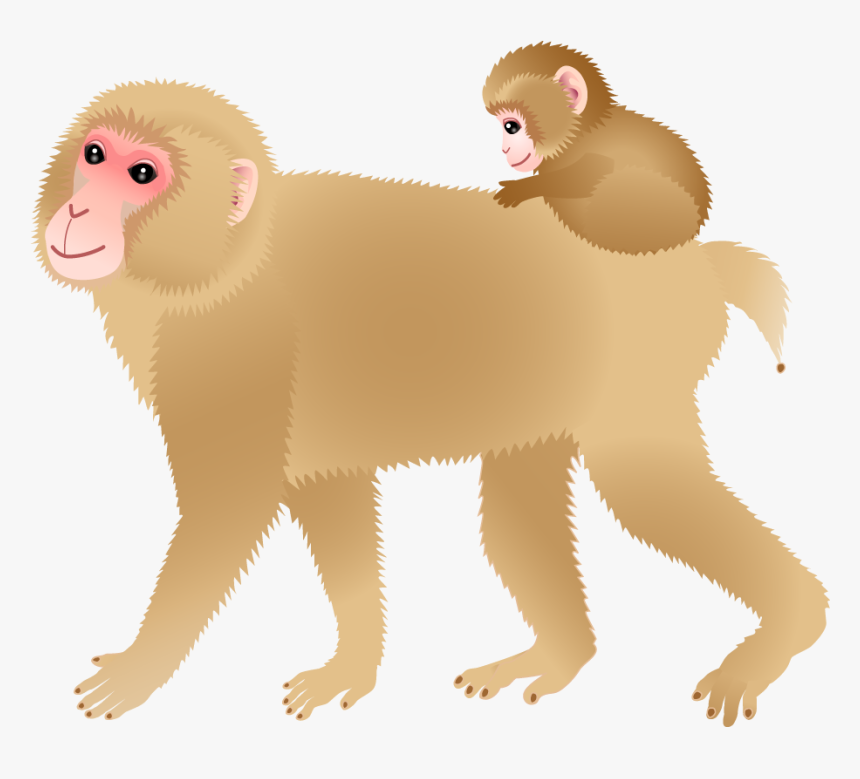 White-headed Capuchin, HD Png Download