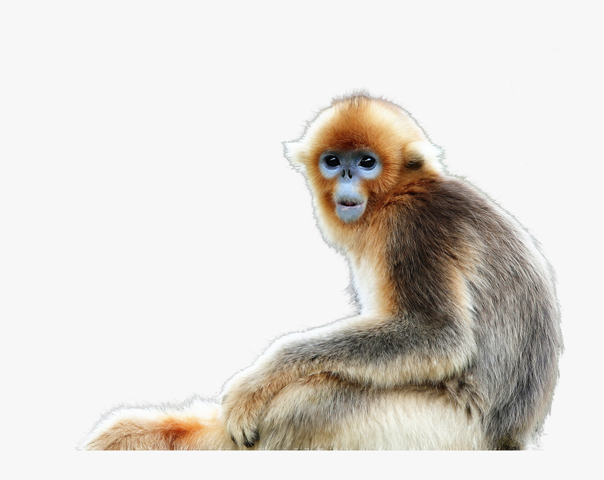 Golden Snub Nosed Monkey Png, Transparent Png