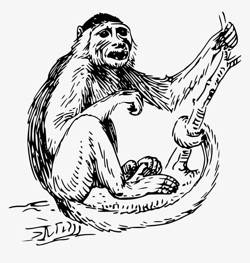 Cliparts For Free - Monkey Clipart Black And White, HD Png Download