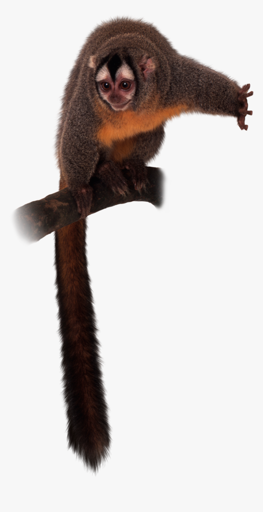 Monkey, HD Png Download