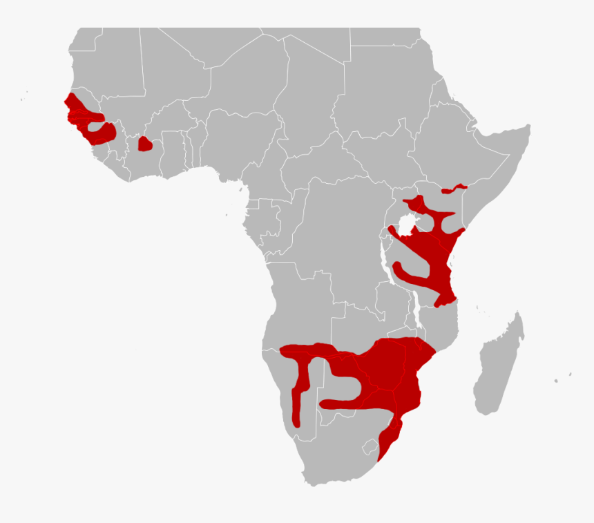 Black Mamba Range Iucn - Hamadryas Baboon Range, HD Png Download