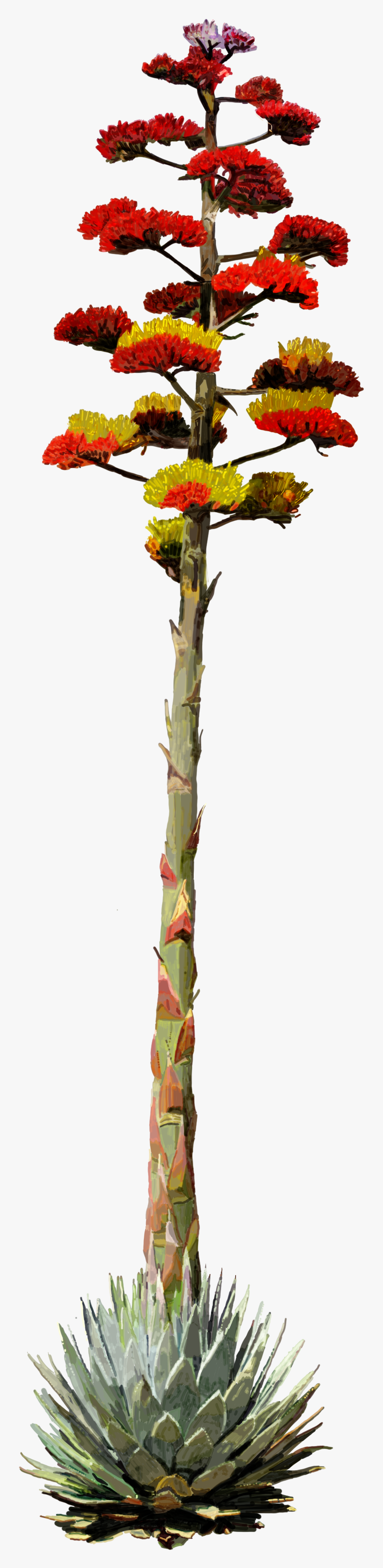 If All Else Fails, You Can Always Make Tequila - Arizona Desert Plants Clipart, HD Png Download