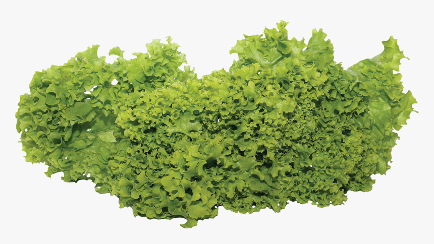 Vegetable Plants Png - Salad Vegetable Png, Transparent Png