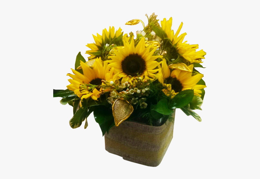 Sunflower, HD Png Download
