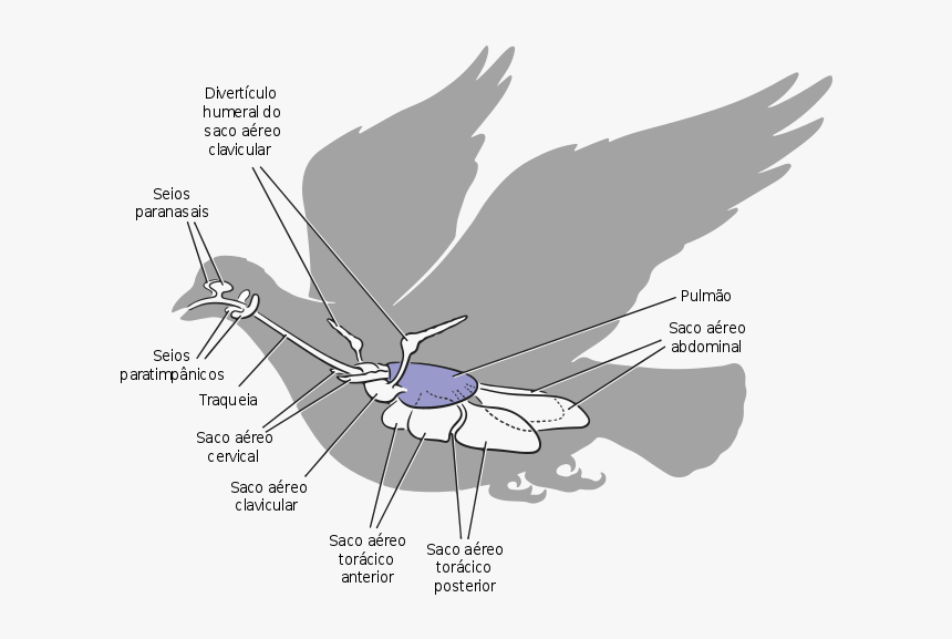 Sistema Respiratório Das Aves - Air Sacs Of Pigeon, HD Png Download
