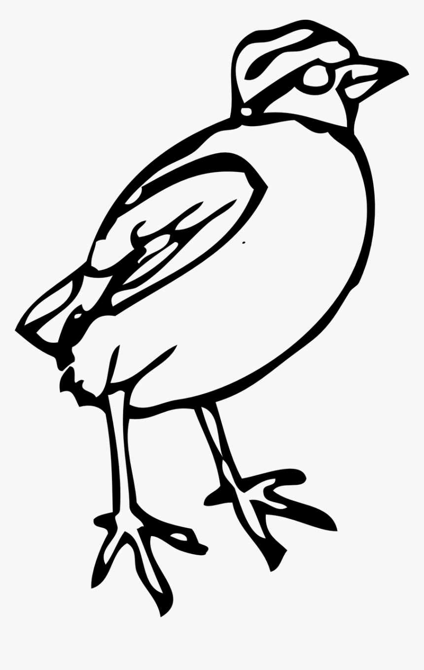 Bird Clipart, HD Png Download