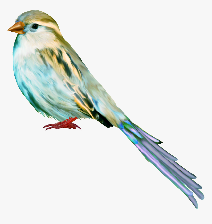 Tube, Birds, Los Tipitos, Art, Craft Art, Kunst, Bird, - سكرابز عصافير, HD Png Download