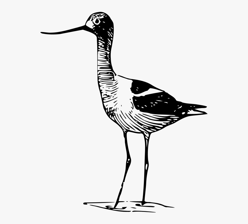 Transparent Pond Animals Clipart - Aves Playeras Dibujos, HD Png Download