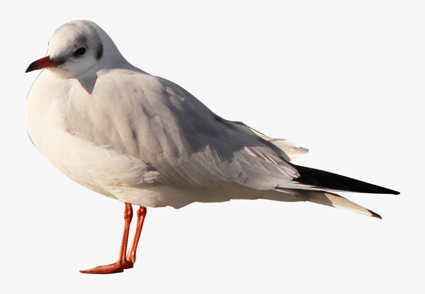 Gull, HD Png Download