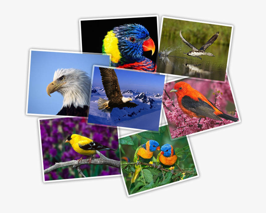 Bald Eagle, HD Png Download