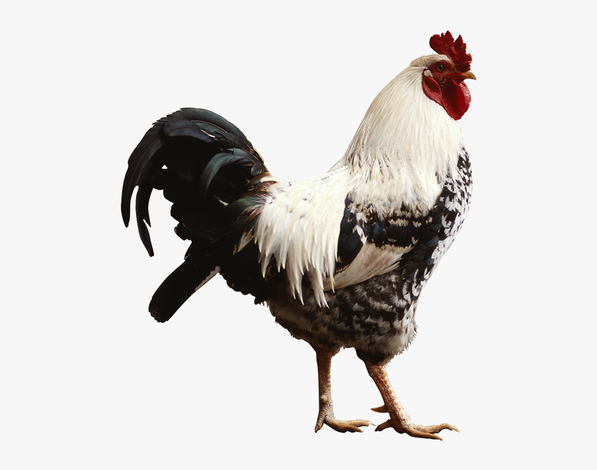 Aves Png, Transparent Png