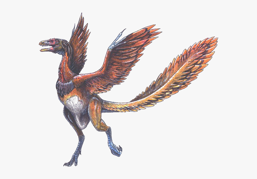 Arqueopterix - Dinosaur With Wings And Feathers, HD Png Download