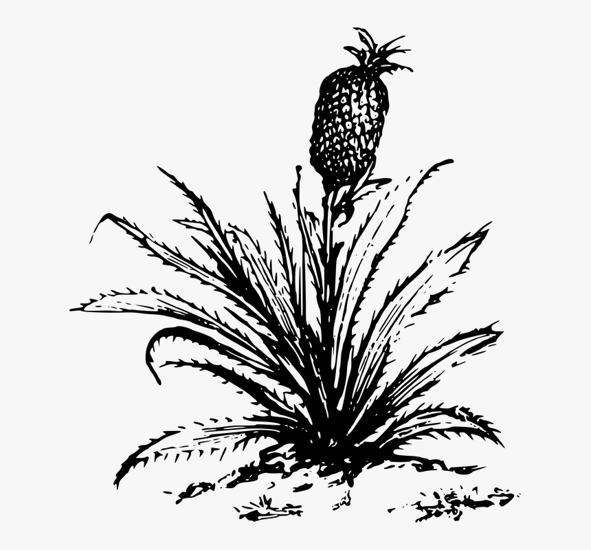 Fruit, Pineapple, Plant - Big Plants Clip Art Black And White, HD Png Download