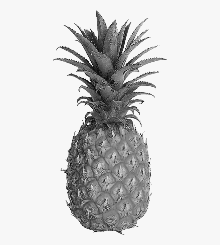 We Want To Make You Healthy Using Only The Best Ingredients - Tessellation In Our Daily Life, HD Png Download
