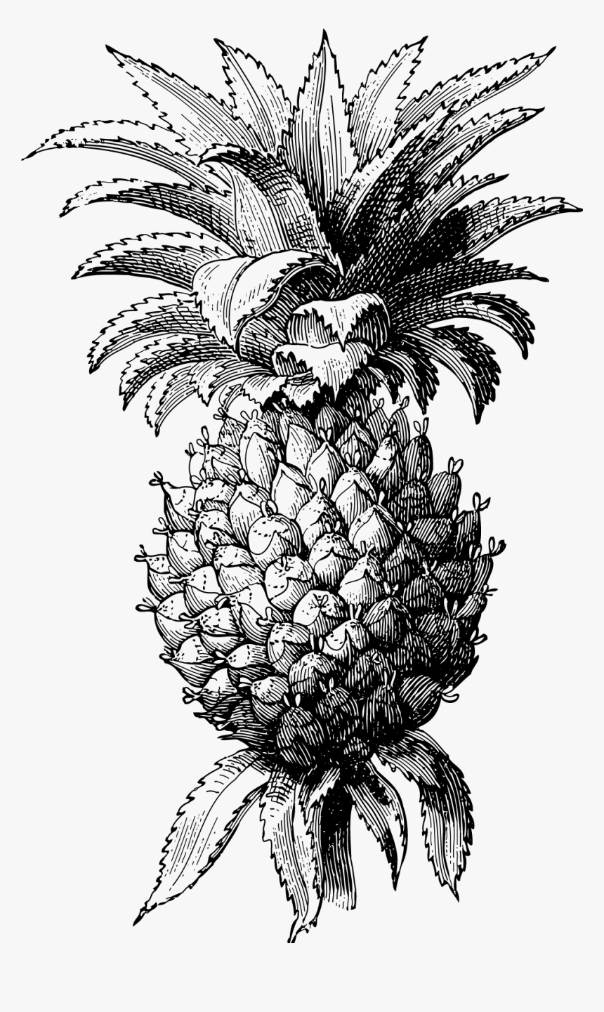 Pineapple, HD Png Download