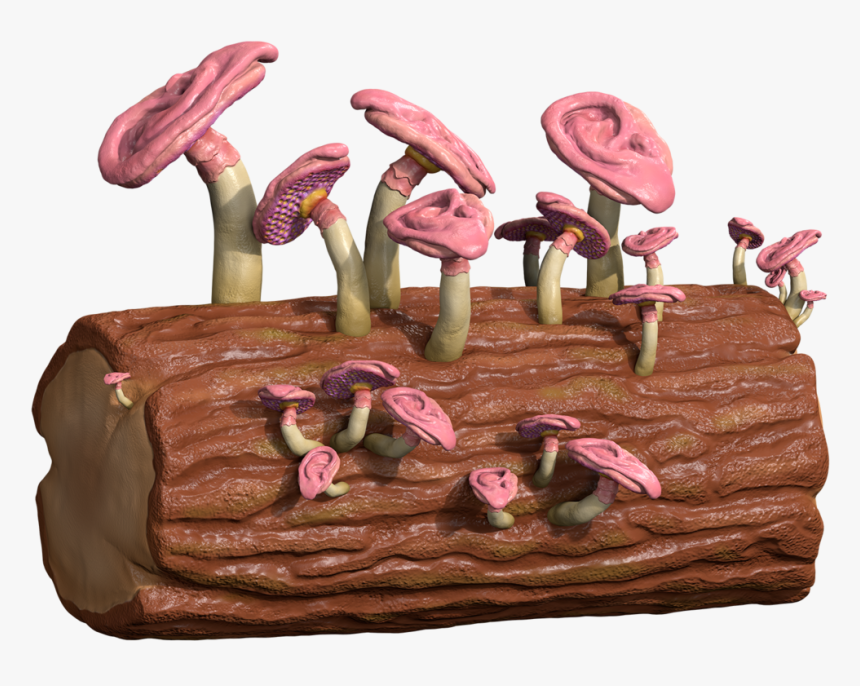 Jews Ear, HD Png Download