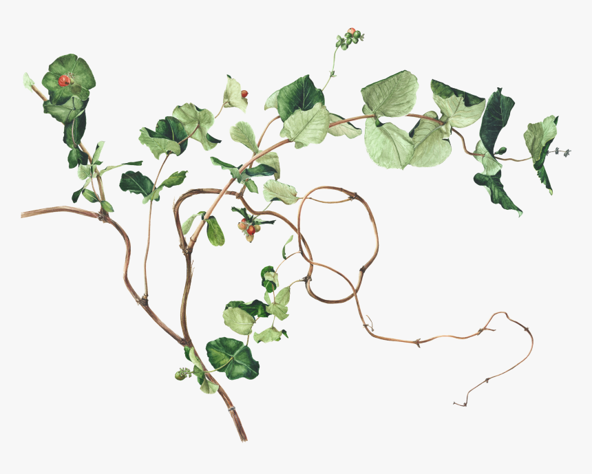 Pin By Akshay Patel - Ivy Botanical Drawing, HD Png Download