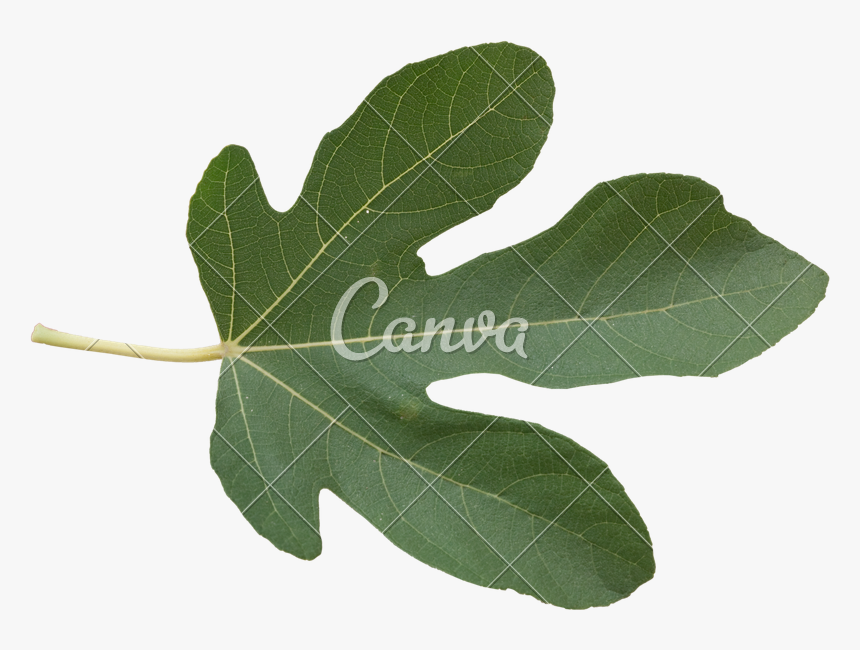 Maidenhair Tree, HD Png Download