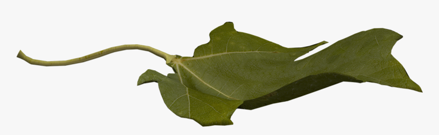 Leaf, Flying, Flying Leaf, Fantasy, Digital Art - Flying Leaf Hd, HD Png Download