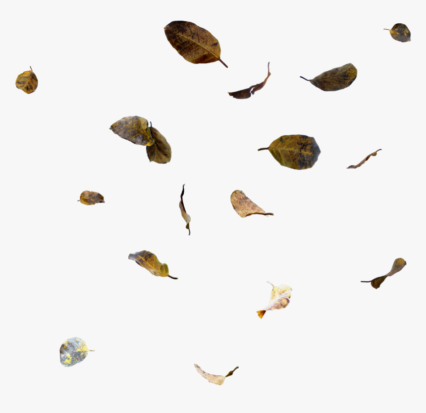 #ftestickers #leaves #falling #fallingleaves #fall - Moths And Butterflies, HD Png Download