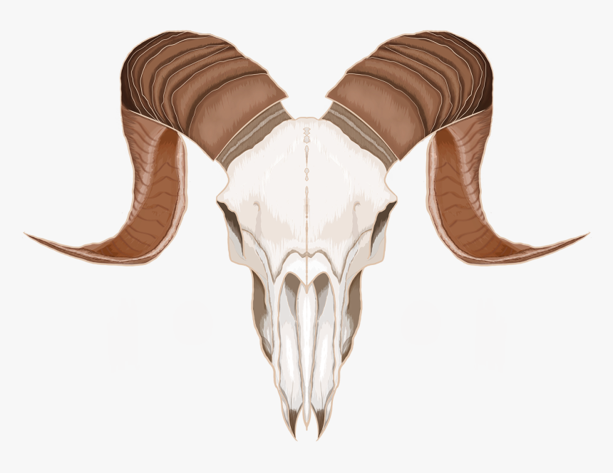 Skulls On Behance - Transparent Goat Skull Png, Png Download