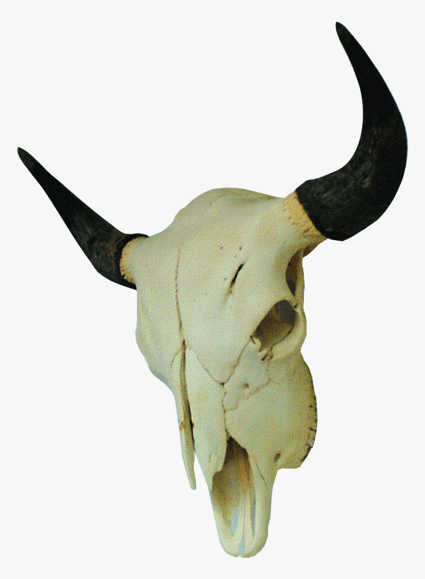 Bison Skull, HD Png Download
