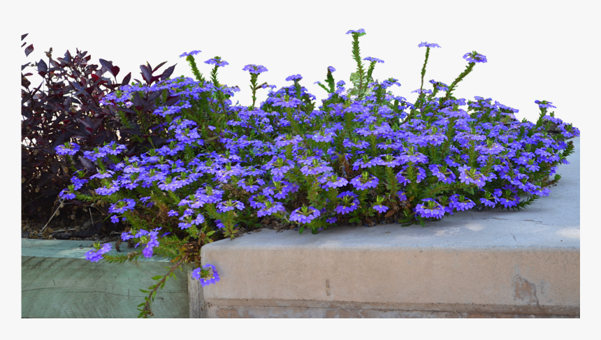 Petunia - Lobelia, HD Png Download