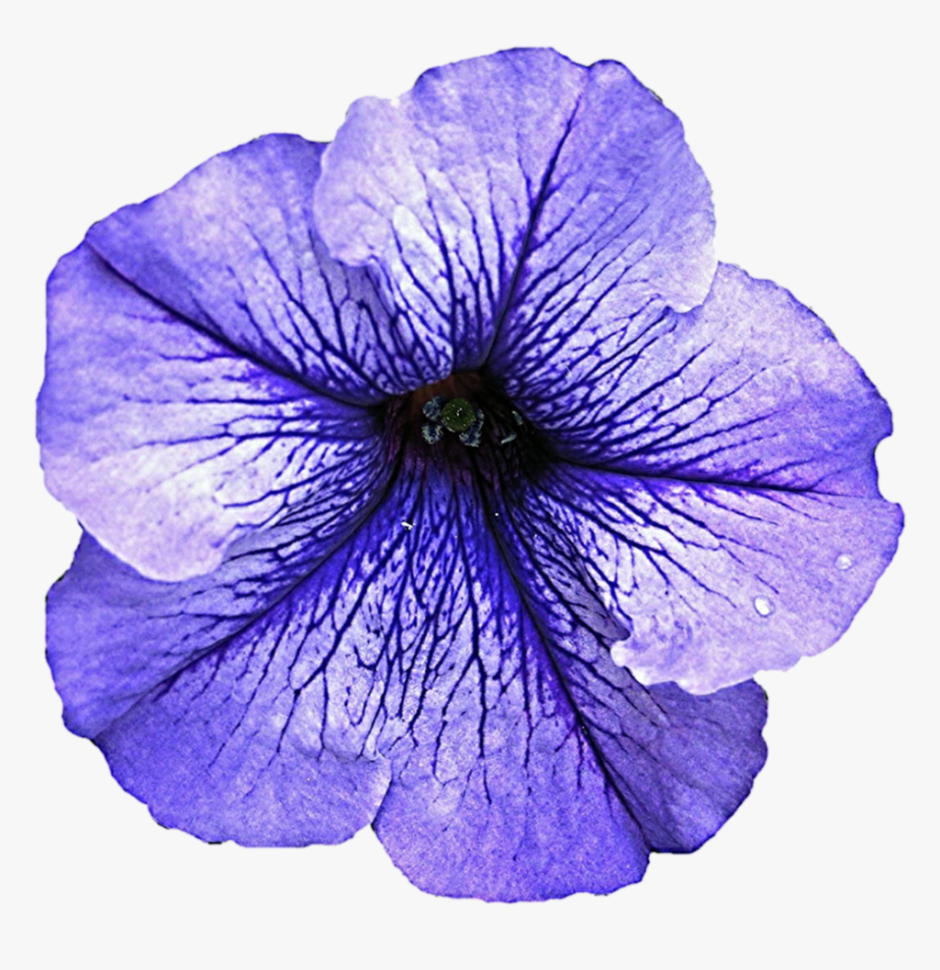 Petunia Transparent Background - Petunia Png, Png Download