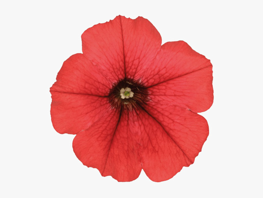 Petunia Png Photo - Red Petunia Png, Transparent Png