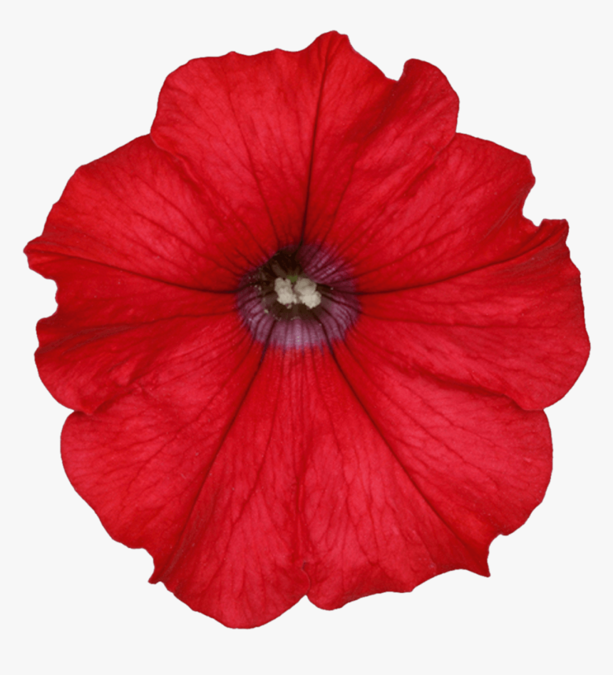 Clip Art Orange Petunias - Red Petunia Png, Transparent Png