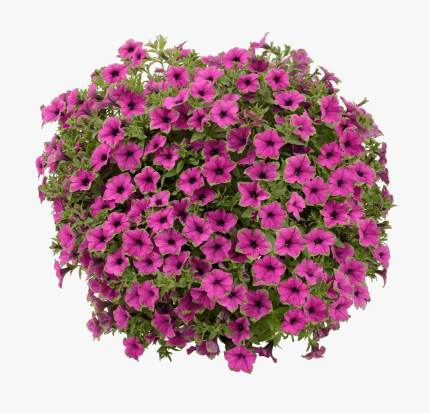 Petunia, HD Png Download