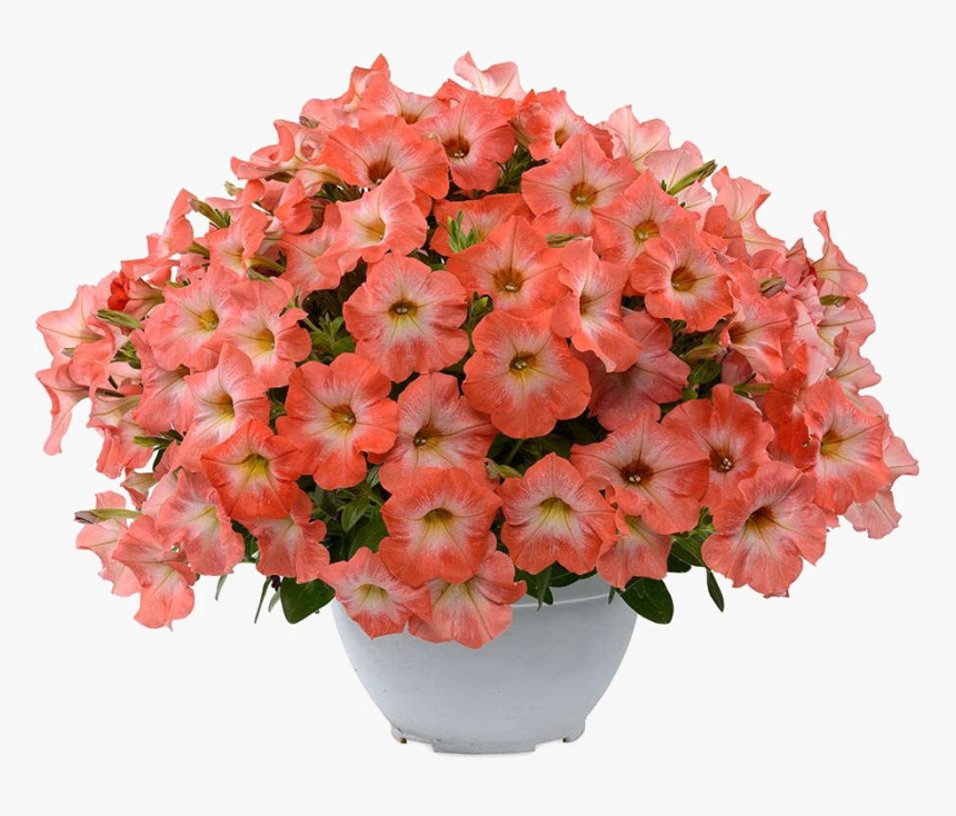Download Petunia Png Transparent Image - Petunia, Png Download