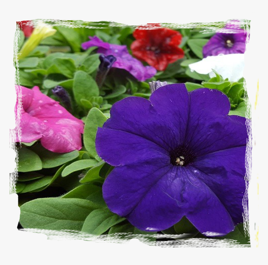 Transparent Petunia Png - Petunia, Png Download