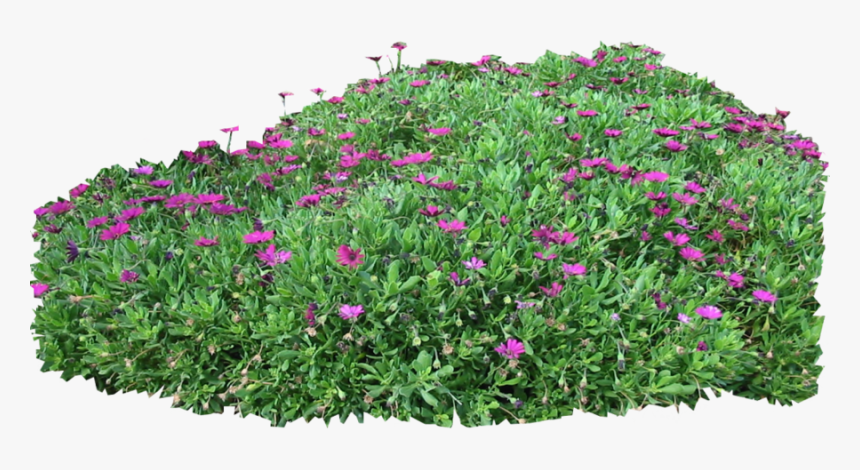 Mexican Petunia - Purple Flowers Bush Png, Transparent Png