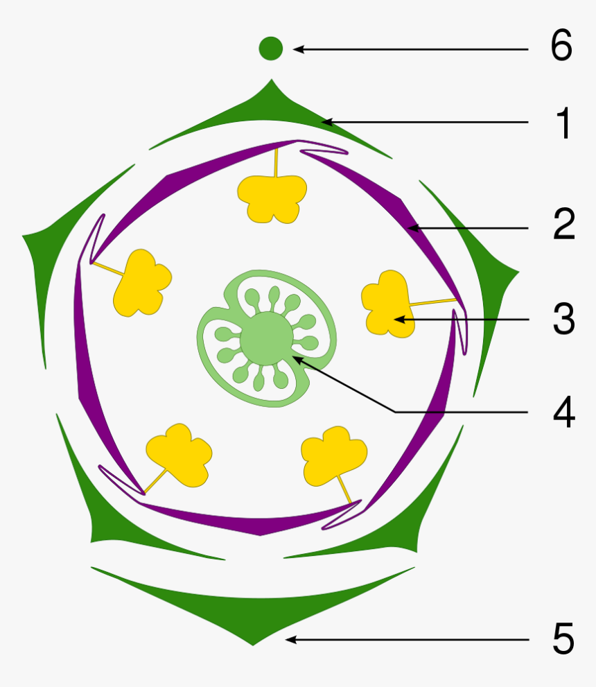 Floral Diagram Of Petunia, HD Png Download , Transparent Png Image