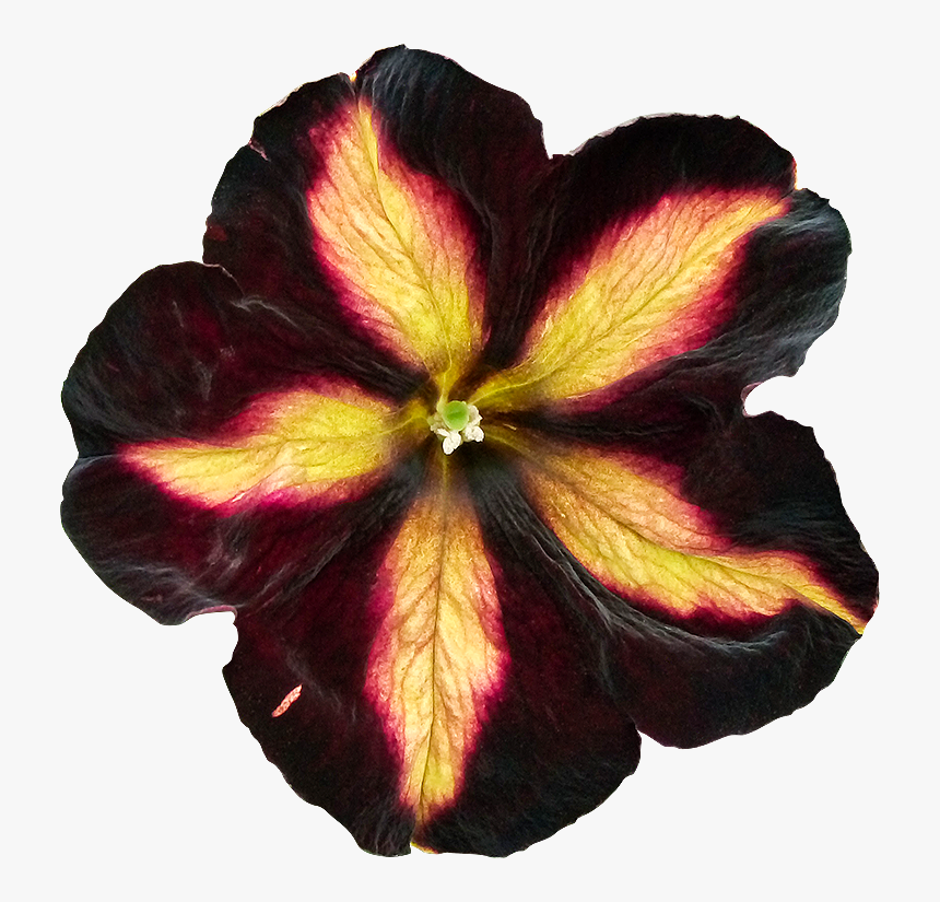 Transparent Petunia Png - Fleurs Detouree, Png Download