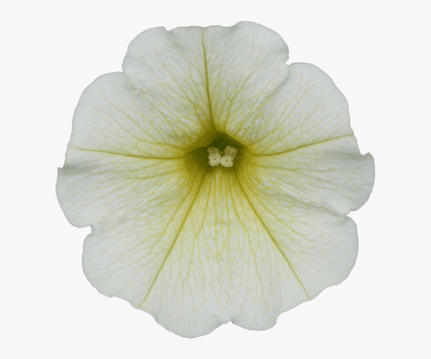 White Petunia Transparent, HD Png Download