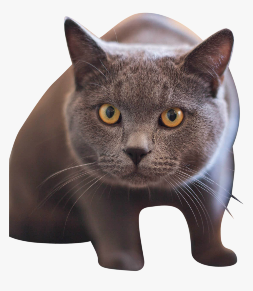 British Shorthair Cat With Yellow Eyes, HD Png Download