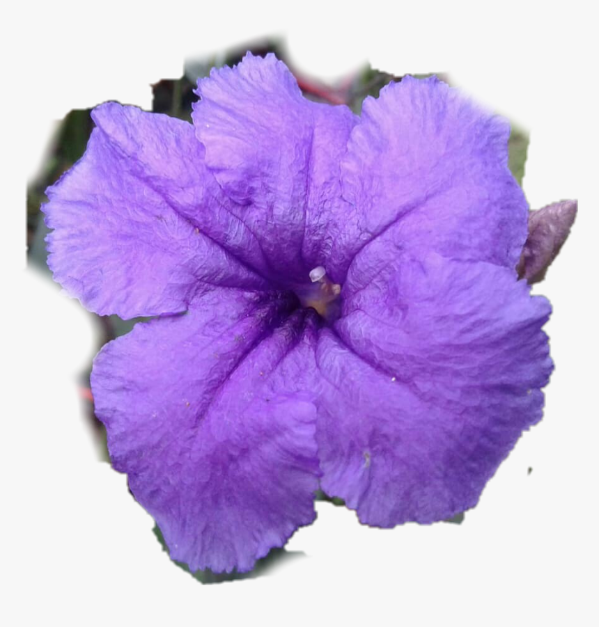 #petunia Mexicana #ruelia - Mexican Petunia, HD Png Download